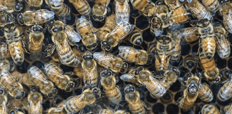 The Silent Truth - You're Getting 100 Toxic Injections a Day!